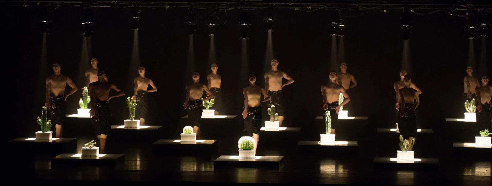 Cacti - Droits réservés