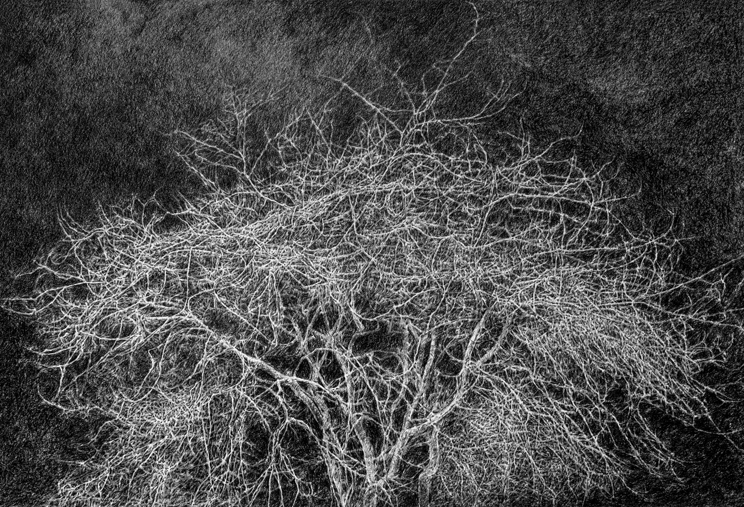 Arborescence © Joan Bracco