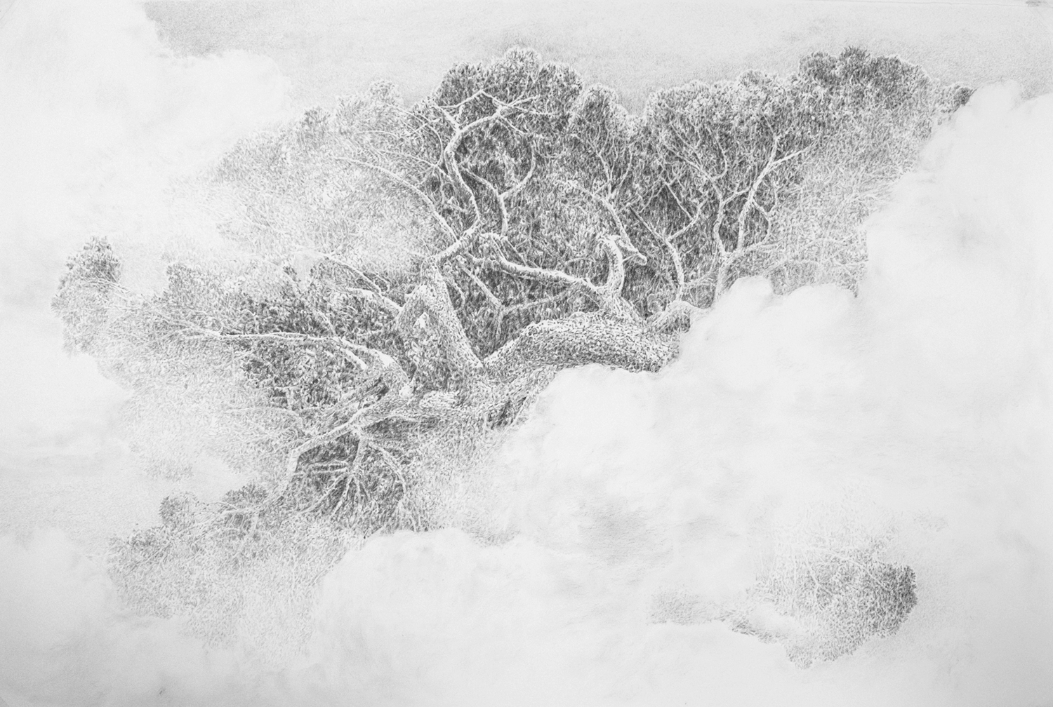 Arborescence © Joan Bracco